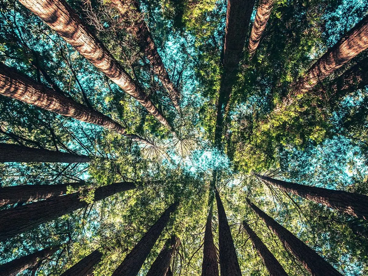 trees viewed from the forest floor