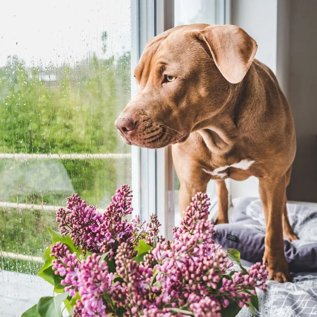 4 Things to Do Before the Painting Crew Comes